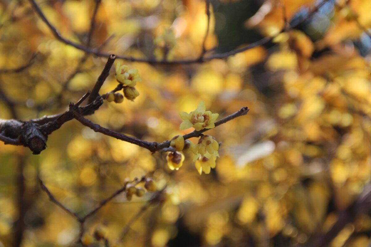 Хіномантус Praecox, фото 1