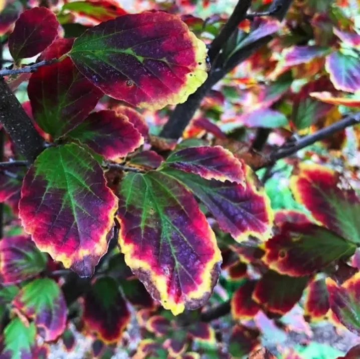 Паротія перська, фото 1