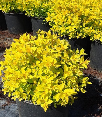 Ескалонія Gold, фото 1