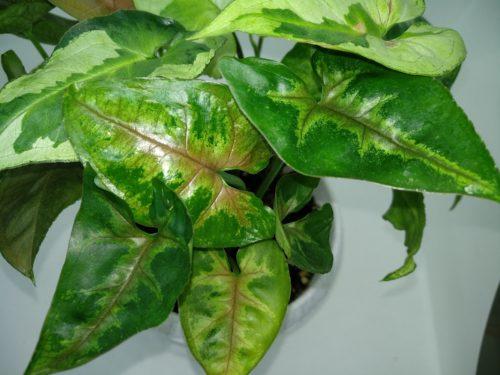 Сингониум Christmass, фото 1