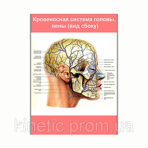 Плакат Vivay Кровеносная система головы вены (вид сбоку) А1 (8118) KC, код: 6863168 - фото 1 - id-p2172104575