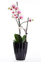 Кашпо для Орхідеї "Ромашка" 1,5л h-16,5 / непрозорий білий/чорний