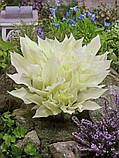 Хоста White Feather, фото 4