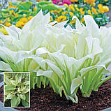 Хоста White Feather, фото 6