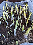Хоста White Feather, фото 8