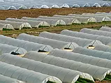 Агроволокно 50 г./м.кв. 3,2*10 м. біле покривне захисне від сонця від заморозків від птахів від комах фасоване, фото 10