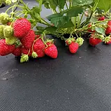 Агроволокно 50 г./м.кв. 1,07*10 м. чорне для мульчування від бур'янів фасоване, фото 5