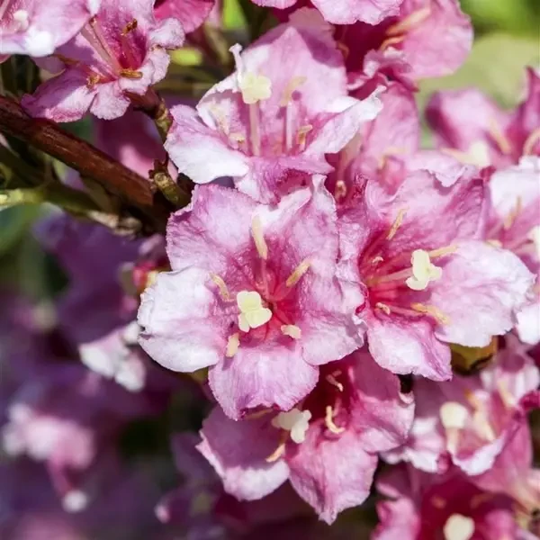 Саджанці Вінгс оф Фаєр  (Weigela 'Wings of Fire)