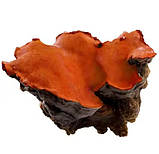 Екстракт камфорного гриба (еквівалент 400 / 10,000 капсул**), фото 3