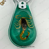 Відкривачка Scorpio Opener у подарунковій упаковці, фото 4