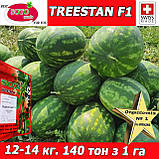 Кавун ТРІСТАН F1 / TREESTAN F1, ТМ Soto Seeds (Швейцарія), 1000 насінин, фото 2