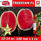 Кавун ТРІСТАН F1 / TREESTAN F1, ТМ Soto Seeds (Швейцарія), 1000 насінин, фото 3