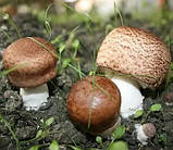 Екстракт гриба агаріка (еквівалент 400 / 10,000 капсул**), фото 3