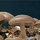 Екстракт гриба шіїтаке (еквівалент 400 / 10,000 капсул**), фото 3