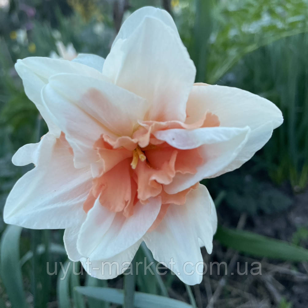 Нарцис махровий Candy Princess (Кенді Принцеса), цибулина., фото 1