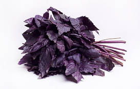 Базилік синій (червоний) свіжий 1 кг