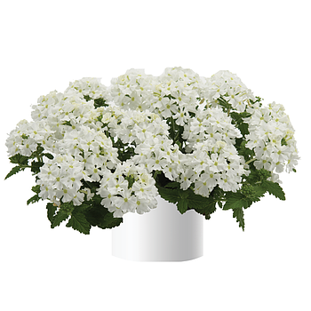 Вербена Vanessa Compact White