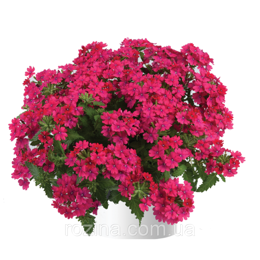 Вербена Vanessa Compact Neon Pink