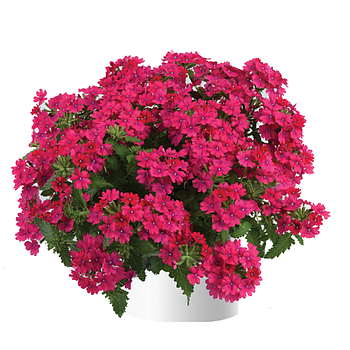 Вербена Vanessa Compact Neon Pink