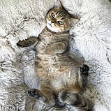 М'яка лежанка ліжко для собак та котів RESTEQ 60 см. Лежак для котів. Лежак для собак. Місце сну для кота, фото 6