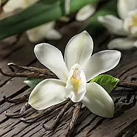 Аромаолія преміум "Екзотична орхідея, ваніль, пудрові", "Vanilla Orchid". Candle Science. 50 г