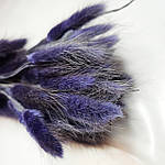 Лагурус темно-фіолетовий 60 см, фото 2