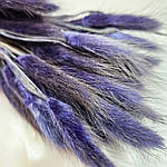 Лагурус темно-фіолетовий 60 см, фото 4