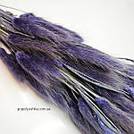 Лагурус темно-фіолетовий 60 см, фото 3