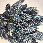 Фаляріс чорний 50 см, фото 3