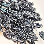 Фаляріс чорний 50 см, фото 2