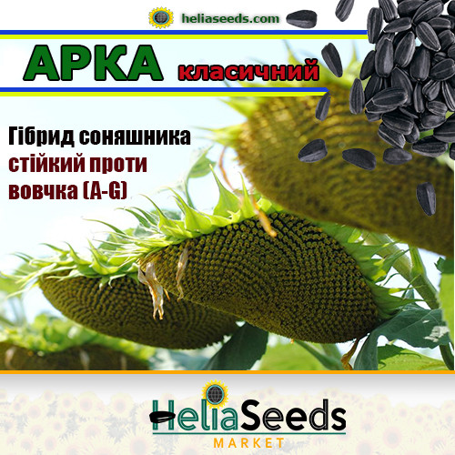 Насіння соняшнику гібрид АРКА насіння соняшнику