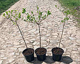 Гортензія волотиста Vanille Fraise (Ваніла Фрейз) штамб 70-80см  гор 7л, фото 2