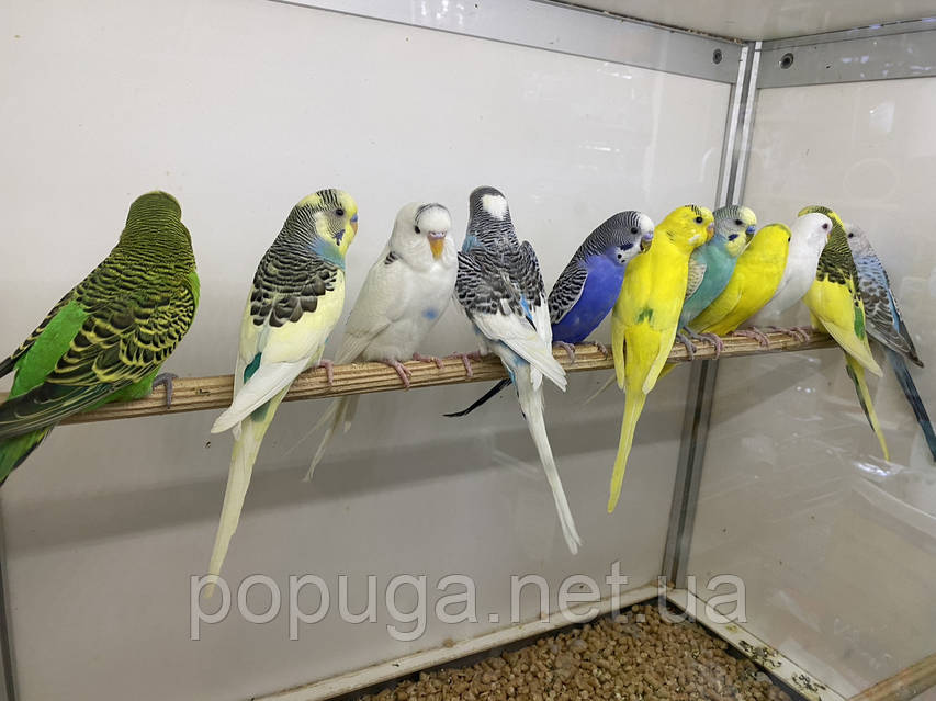 Секс г дудинка Краснояр облысы