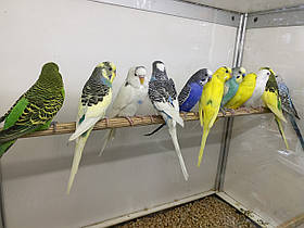 Хвилястий папуга від 28 днів