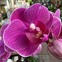 Орхидея Мини Фиолетовая (различные цвета и размеры)