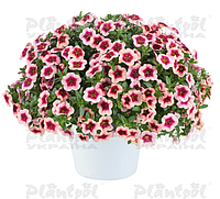 Calibrachoa №1 eyeconic strawberry (дорощений кущик)