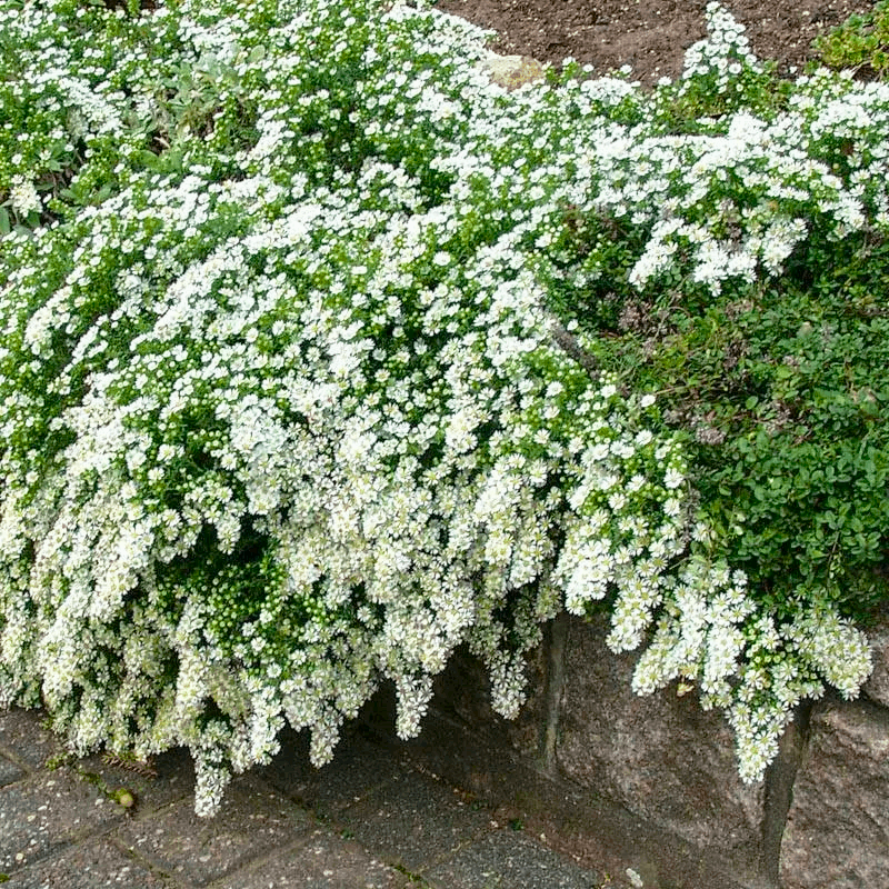 Саджанці Айстри вересковидної Сноу Фларі (Аster ericoides Snow Flurry)