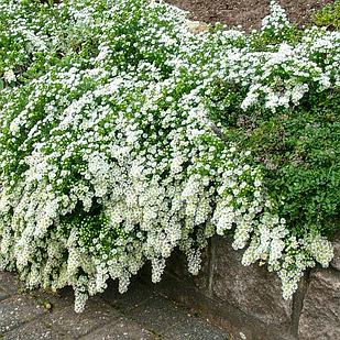 Саджанці Айстри вересковидної Сноу Фларі (Аster ericoides Snow Flurry)