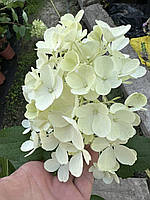 Гортензия метельчатая Милк энд Хани / Hydrangea paniculata 'Living Milk & Honey'