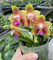 Орхідея Phal. Miro Sun Beauty , підліток 1,7, АРОМА