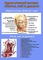 Плакат Vivay Будова м'язової системи обличчя, шиї та декольте А3 (4687) NX, код: 6688728
