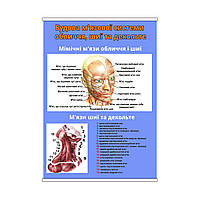 Плакат Vivay Будова м'язової системи обличчя, шиї та декольте А0 NX, код: 6689134