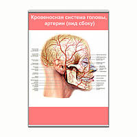 Плакат Vivay Кровеносная система головы, артерии (вид сбоку) с планкой А2 (9141) NX, код: 6759460