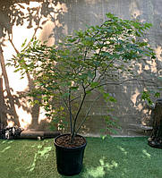 Большой японский клен Rovinsky Garden Japanese maple, acer palmatum Aka Shigitatsu Sawa, 2м, объем горшка 25л