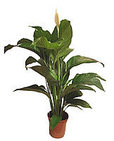 Спатифиллум Сенсация Florinda (Spathiphyllum Sensation), 2 растения в горшке, 130см, объем горшка 6л z14-2024