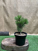 Сосна румелийская, балканская, македонская Rovinsky Garden Pinus peuce, высота 20-30см, объём горшка 3л