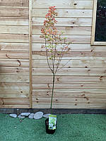 Японський клен Rovinsky Garden Japanese maple, acer palmatum Tsukasa Silhouette Columnar 1,6 UT, код: 6532004
