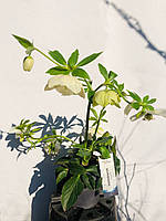 Морозник Rovinsky Garden Helleborus Orientalis 15 25 - 35 см z112-2024