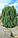 Ялівець лускатий 'Лодері' 3 річний Juniperus squamata 'Loderi', фото 7