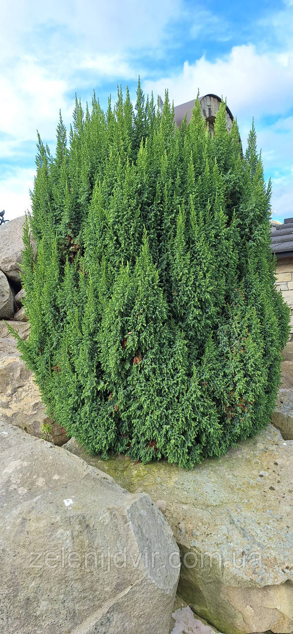 Можжевельник чешуйчатый 'Лодери' 3 года Juniperus squamata 'Loderi' - фото 7 - id-p1212749705